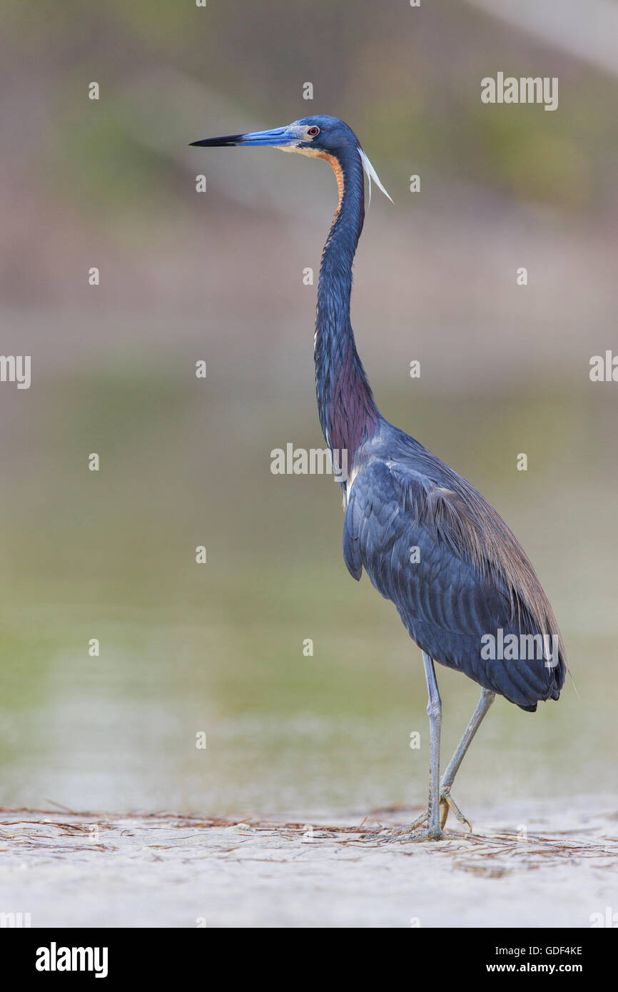 Airone tricolore, Florida/ (Egretta tricolore) Foto Stock