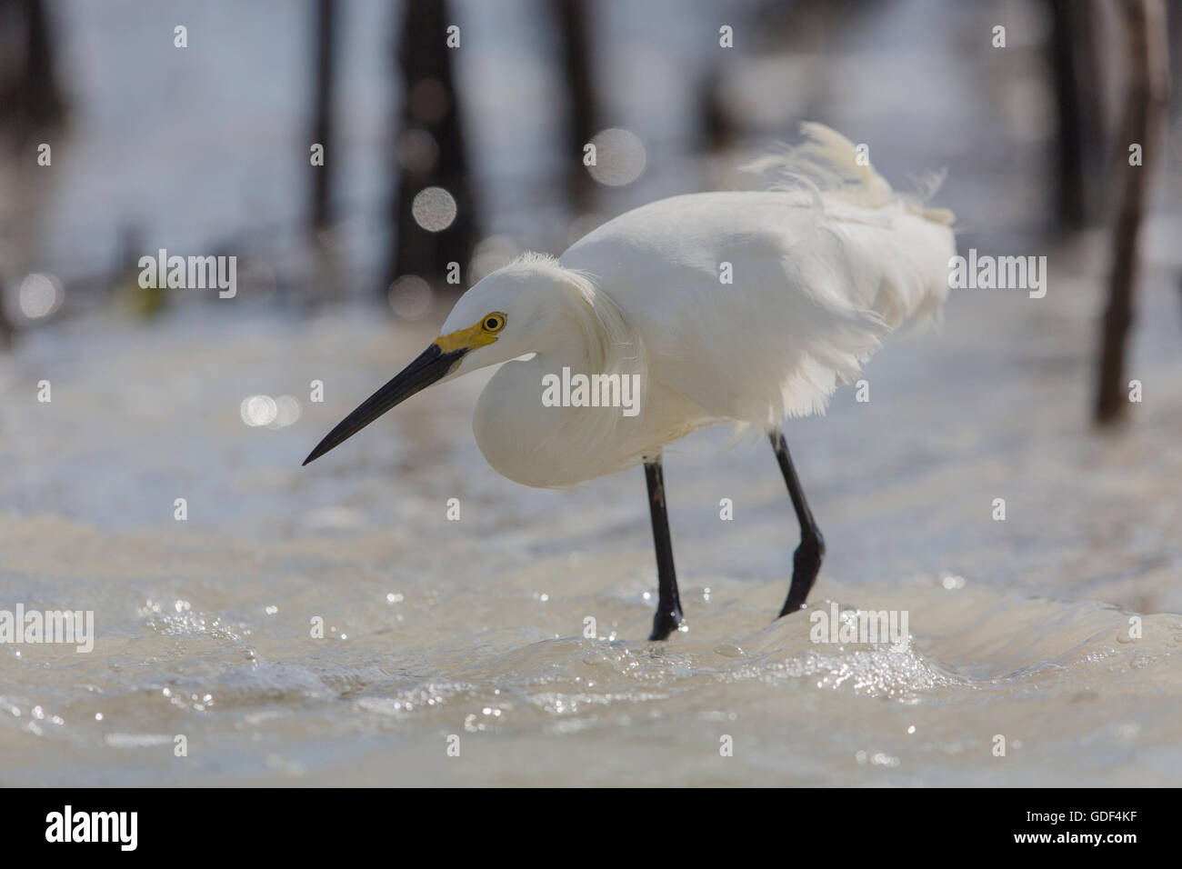 Snowy garzetta, Florida/ (Egretta thuja) Foto Stock