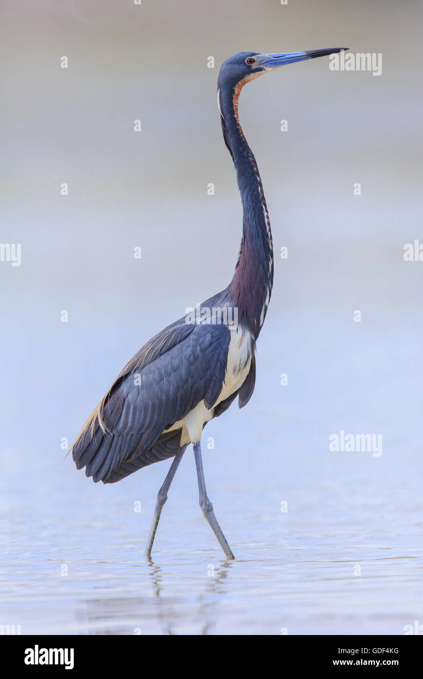 Airone tricolore, Florida/ (Egretta tricolore) Foto Stock