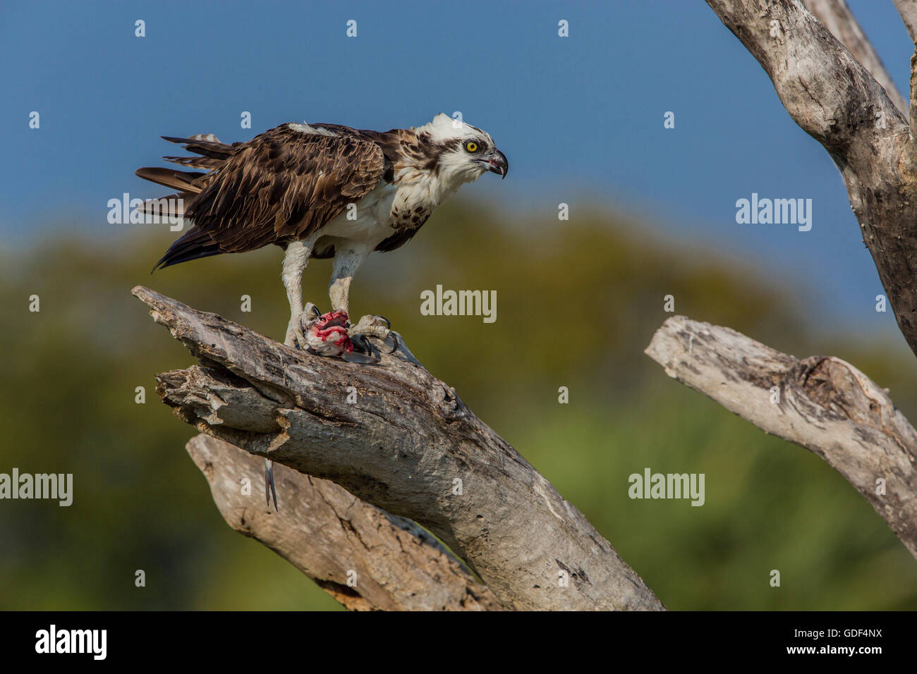 Osprey, Florida/ (Pandion haliaetus) Foto Stock