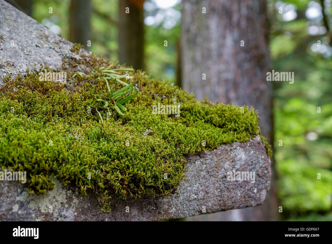 Sacrario scintoista e tempio buddista a Nikko, Giappone. Foto Stock