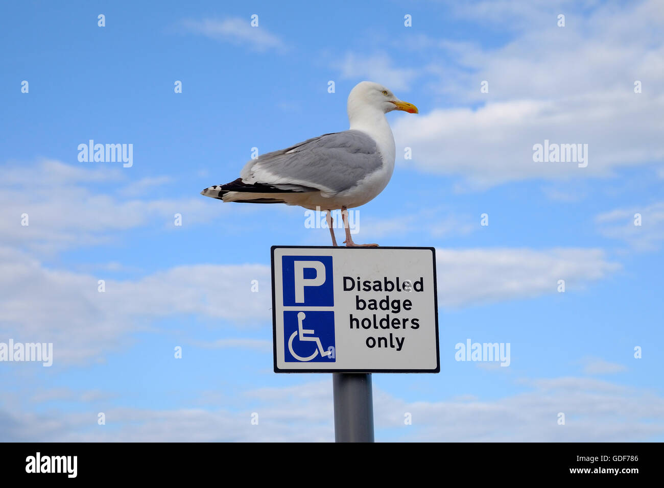 Un Gabbiano seduta su un parcheggio disabili segno. Foto Stock