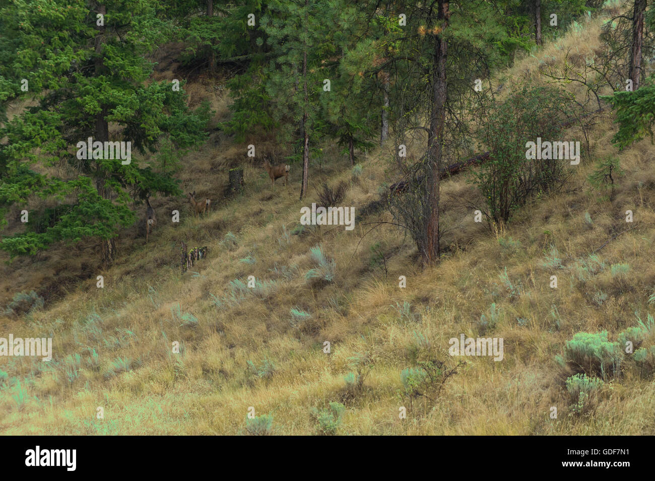 Deer mimetizzata su di una collina nella valle di Nicola, Merritt Columbia Britannica. Foto Stock