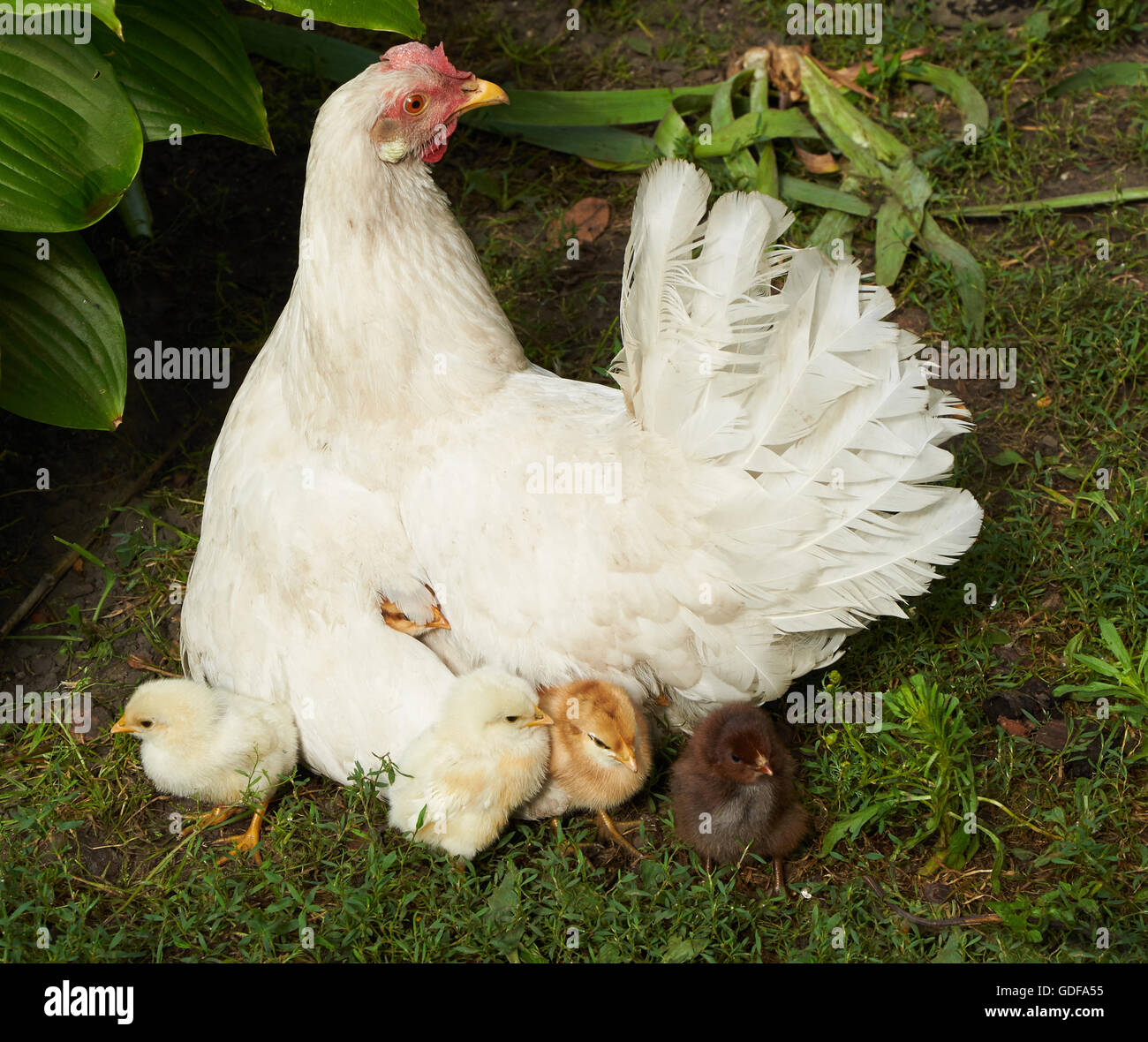 Pulcini nei pressi della gallina e sotto la sua ala Foto Stock