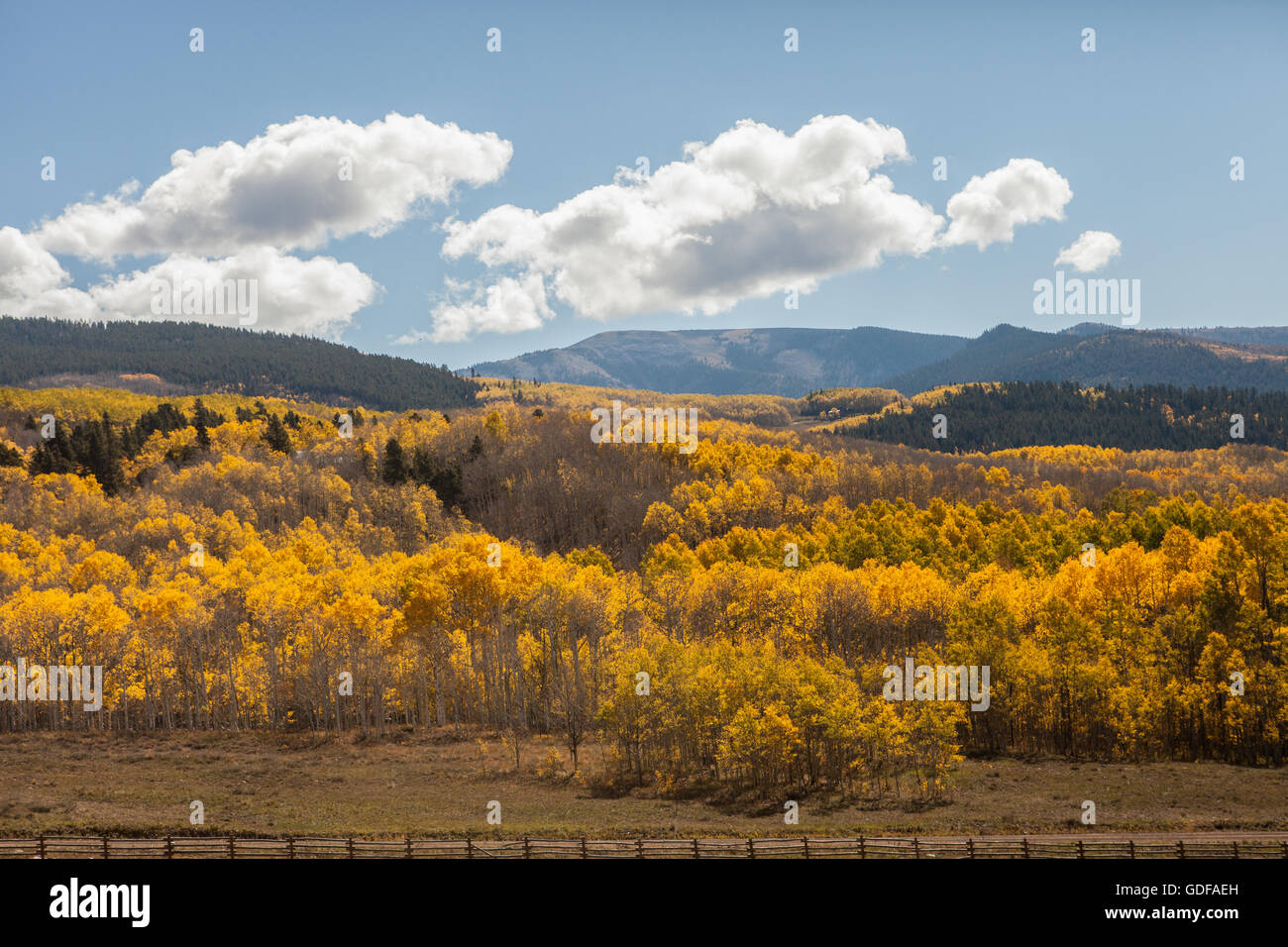 Aspens cambiando colore caduta in Crested Butte, Colorado con le montagne e il cielo blu Foto Stock