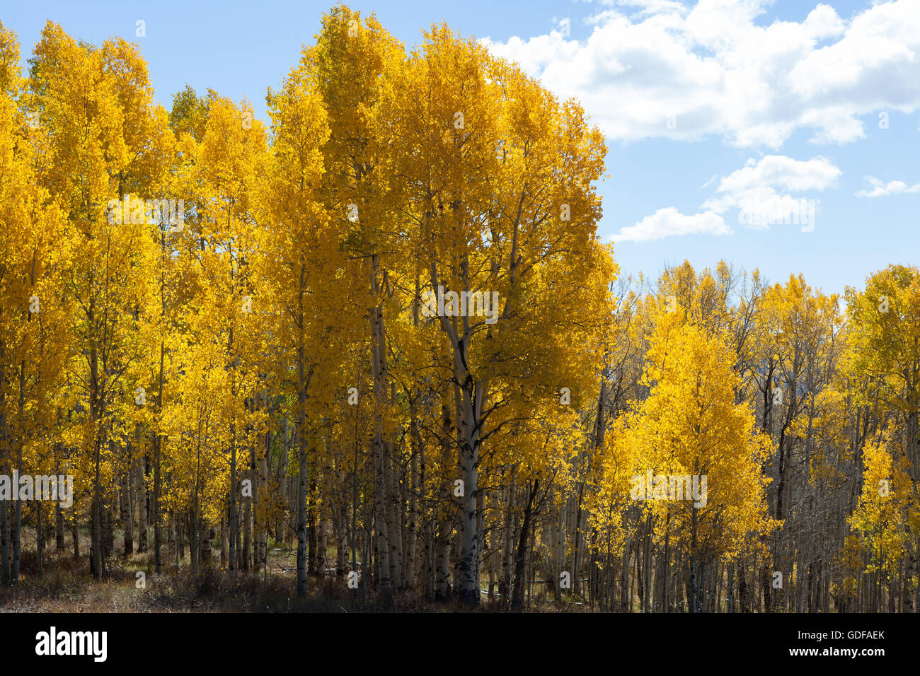 Aspens cambiando colore caduta in Crested Butte, Colorado con le montagne e il cielo blu Foto Stock