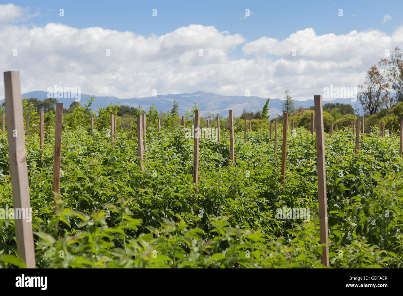 Un campo di piante verdi in una fattoria con le montagne e il cielo blu in background Foto Stock