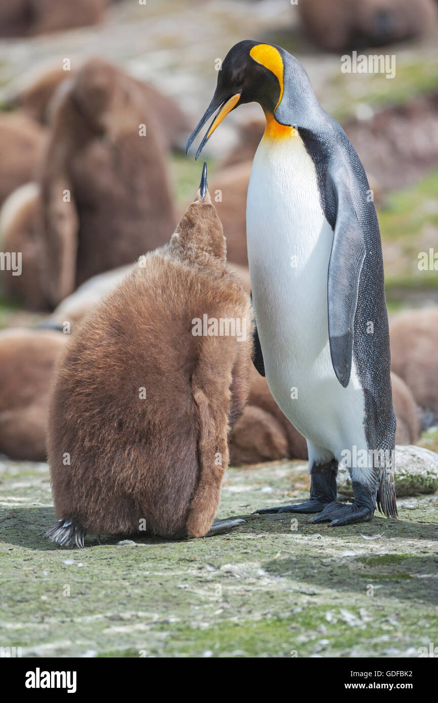 Un adulto pinguino reale (aptenodytes patagonicus) alimentare il suo pulcino, east Falkland, Isole Falkland, Sud Atlantico Foto Stock