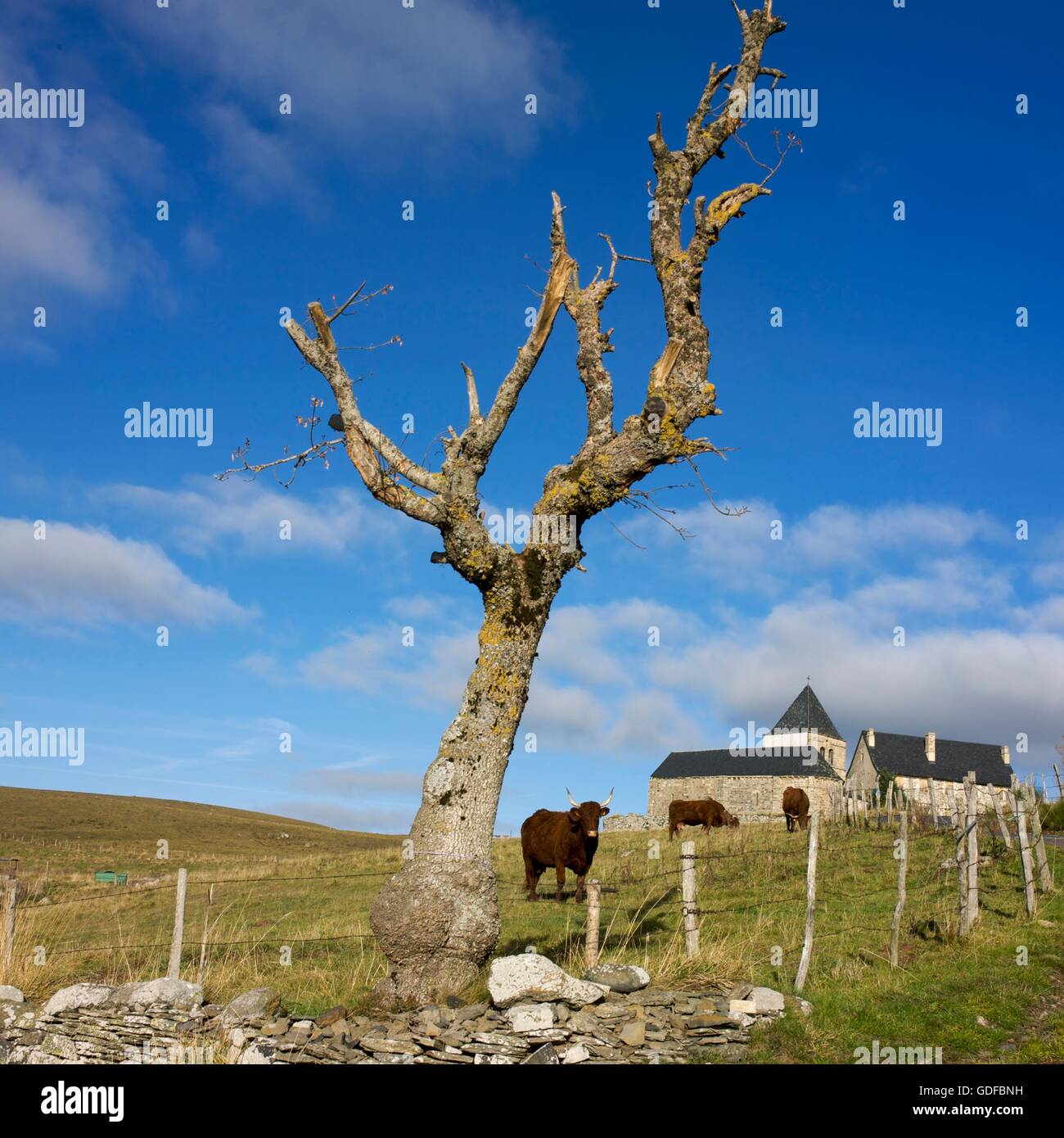 Le mucche nei pressi di una chiesa di campagna, Auvergne Francia, Europa Foto Stock