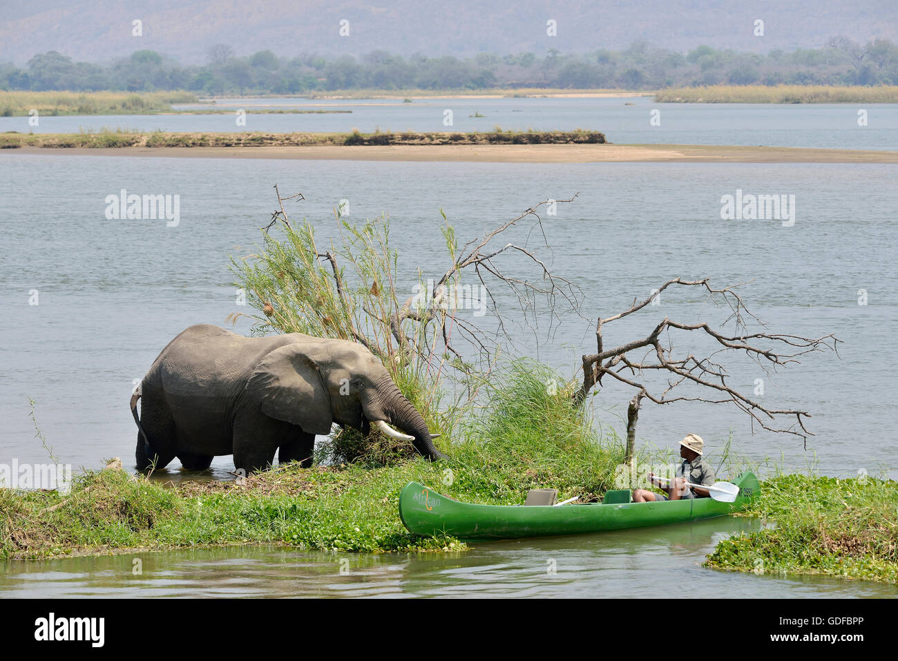 Ranger del Parco si avvicina un elefante africano (Loxodonta africana) in canoa, fiume Zambesi, Parco Nazionale di Mana Pools Foto Stock