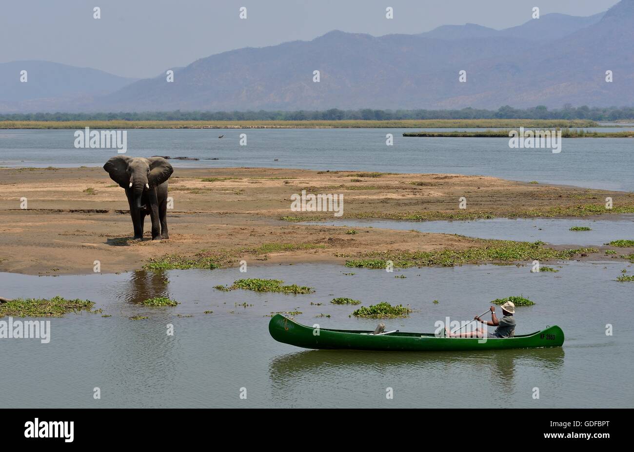 Ranger del Parco si avvicina un elefante africano (Loxodonta africana) in canoa, fiume Zambesi, Parco Nazionale di Mana Pools Foto Stock