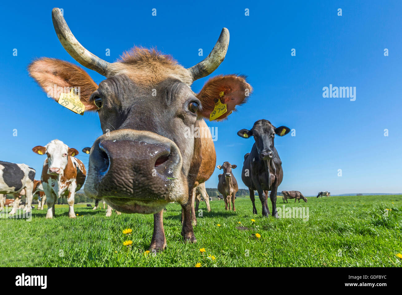 Regione di Allgäu vacche, marrone bovini, su un pascolo, guardando la telecamera, Svevia, Baviera, Germania Foto Stock