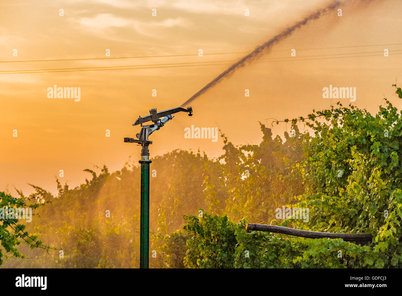 Tramonto su impianti sprinkler irrigazione dei campi Foto Stock