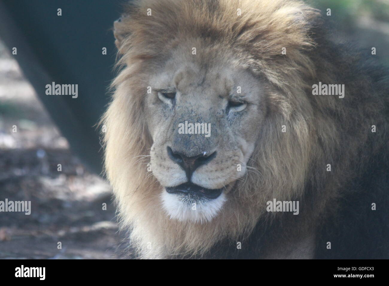 Ritratto di un maestoso leone maschio allo zoo di Auckland, catturato prima della sua morte. Una potente immagine di forza, eredità e conservazione della fauna selvatica. Foto Stock