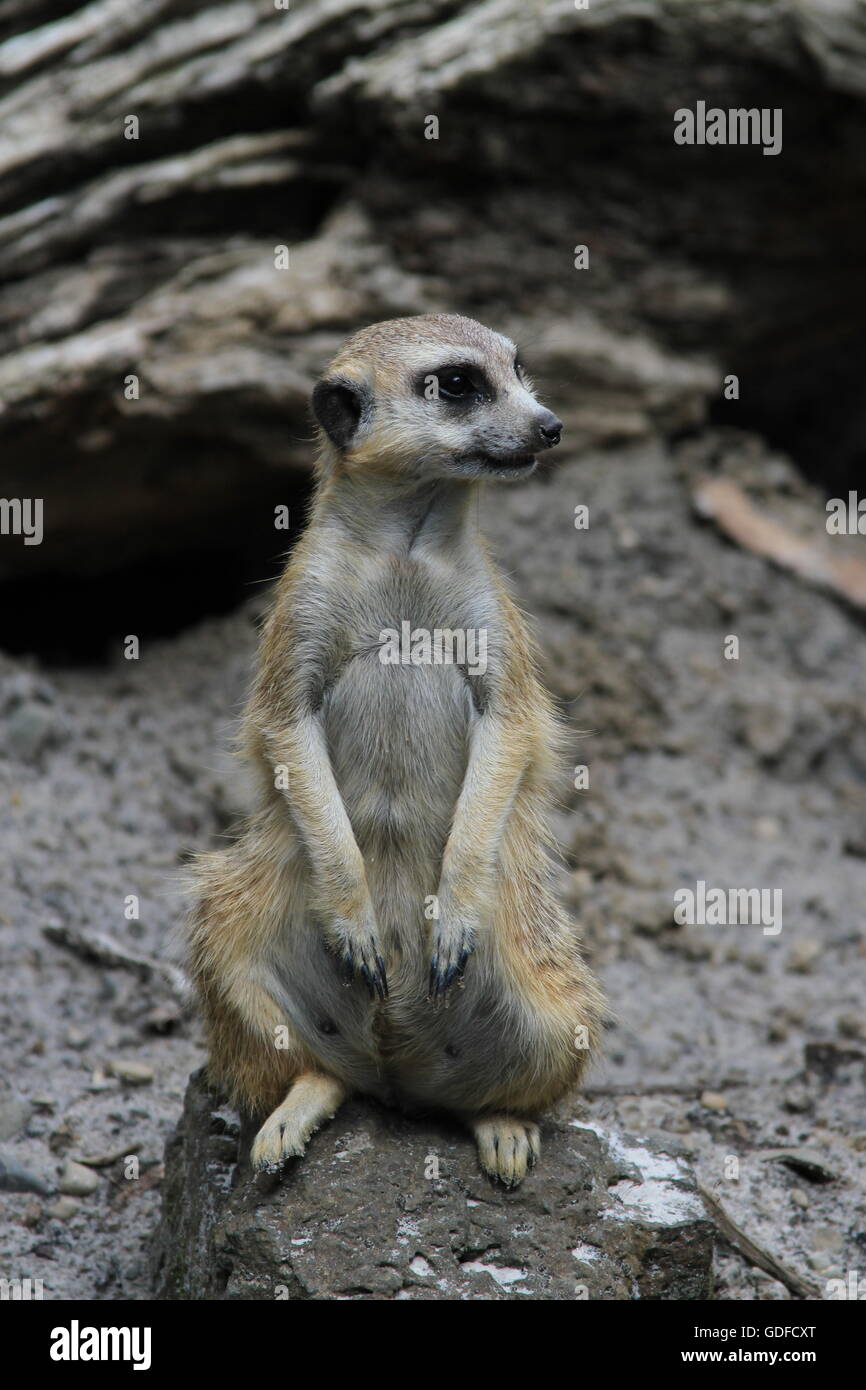 Meerkat seduto e guardando Foto Stock