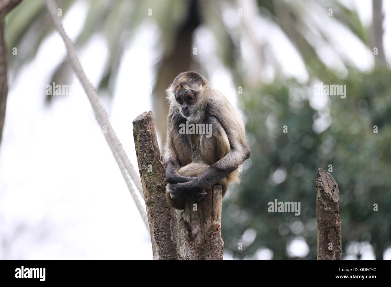 Scimmia scoiattolo arroccata su un ramo d'albero in natura, allerta e curiosa in un habitat forestale. Foto Stock