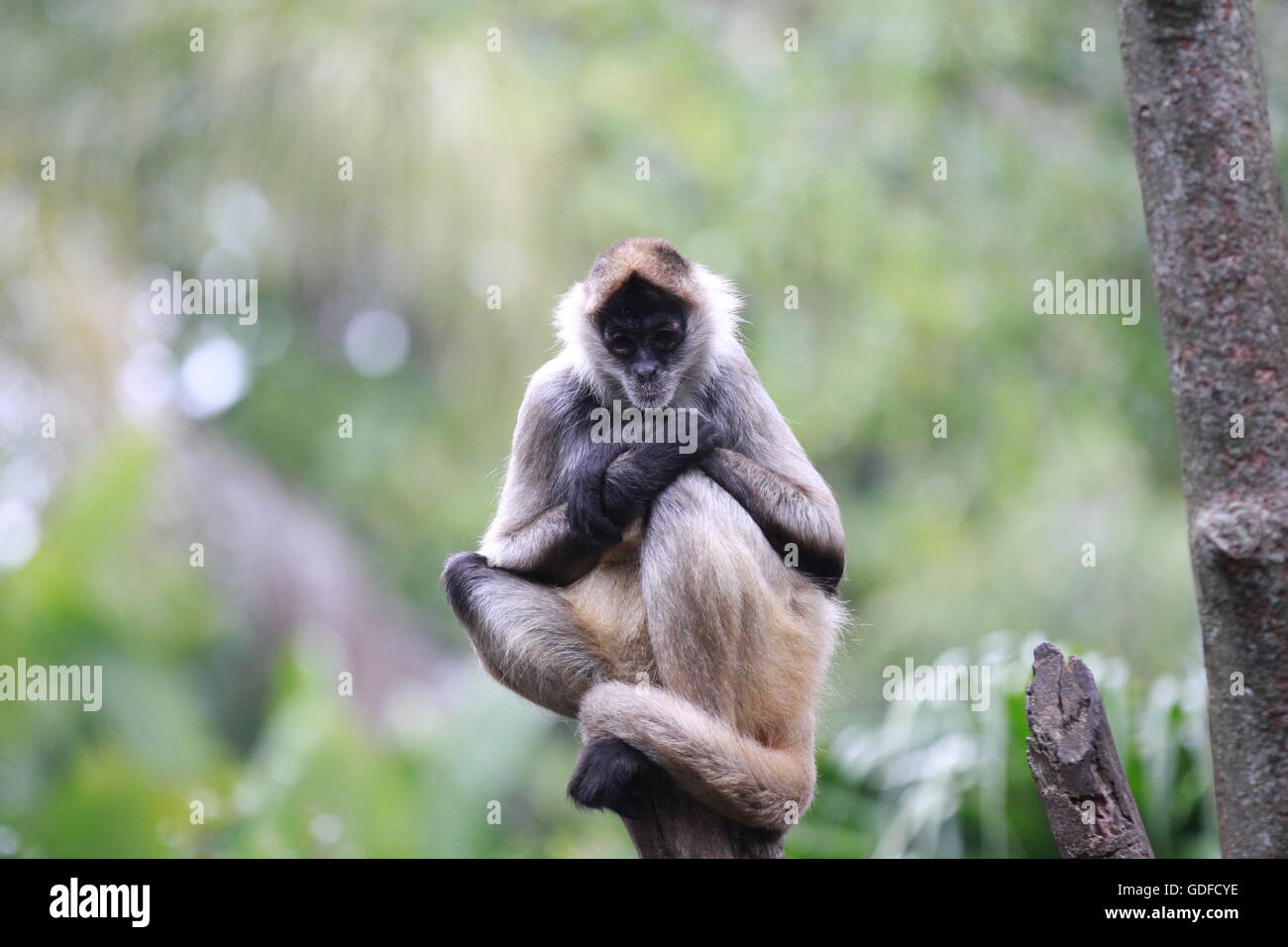 Scimmia scoiattolo arroccata su un ramo d'albero in natura, allerta e curiosa in un habitat forestale. Foto Stock