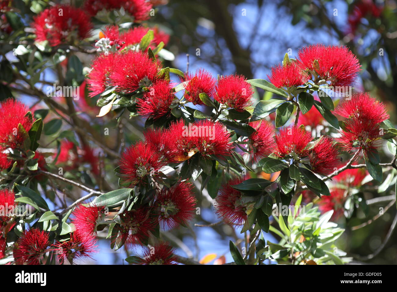 Nuova Zelanda pohutukawa fiori Foto Stock