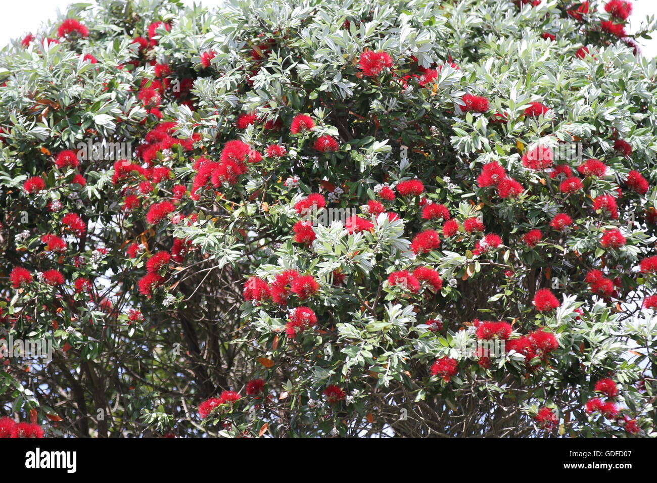 Nuova Zelanda pohutukawa fiori Foto Stock