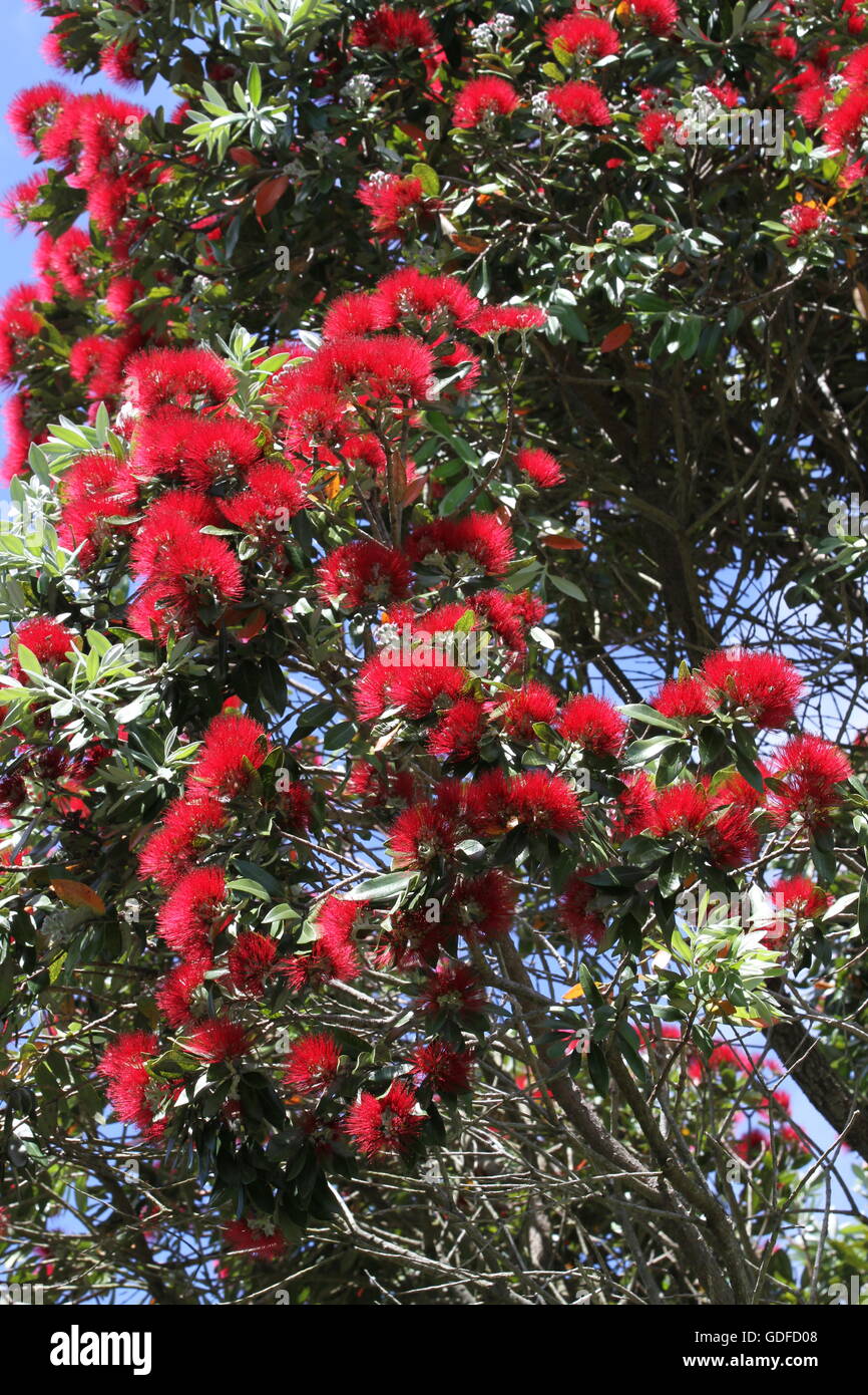 Nuova Zelanda pohutukawa fiori Foto Stock
