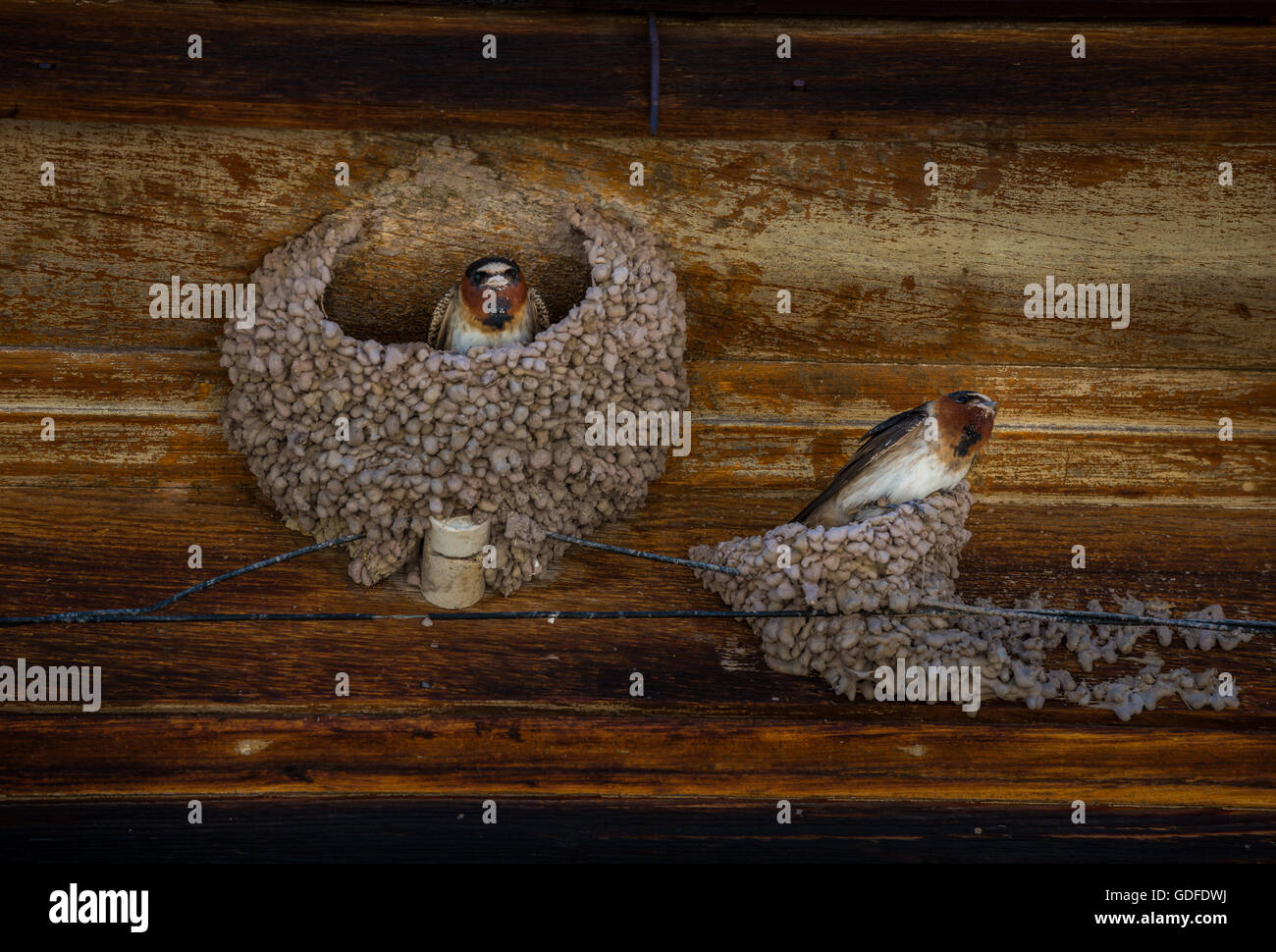 Swallow uccelli nel loro nidi costruire lungo il filo elettrico sul vecchio fienile in legno Porte Foto Stock