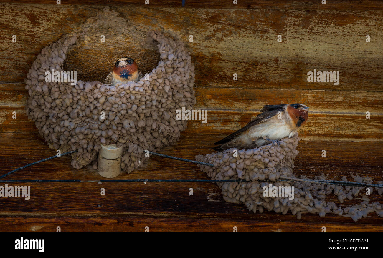 Swallow uccelli nel loro nidi costruire lungo il filo elettrico sul vecchio fienile in legno Porte Foto Stock