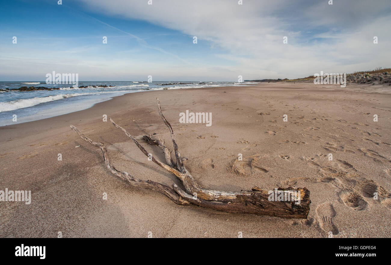Un pezzo di driftwood su una spiaggia del nord della Polonia Foto Stock
