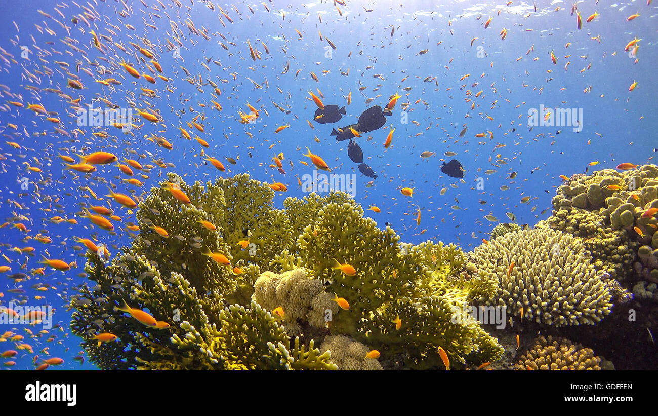 Pesce tropicale sulla vibrante barriera corallina, scena subacquea Foto Stock