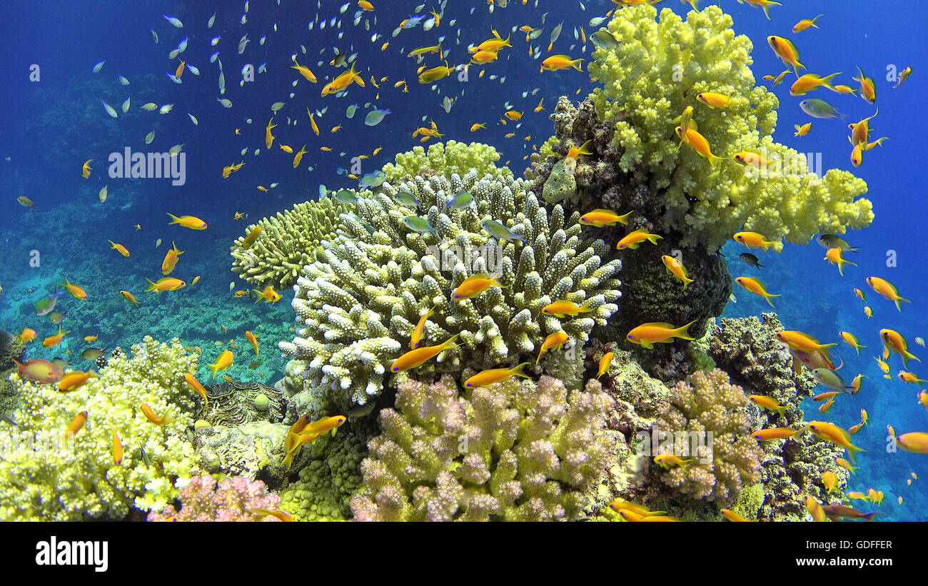 Pesce tropicale sulla vibrante barriera corallina, scena subacquea Foto Stock