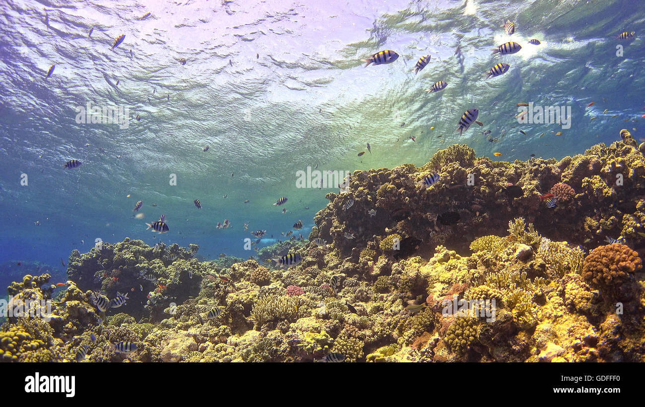 Pesce tropicale sulla vibrante barriera corallina, scena subacquea Foto Stock