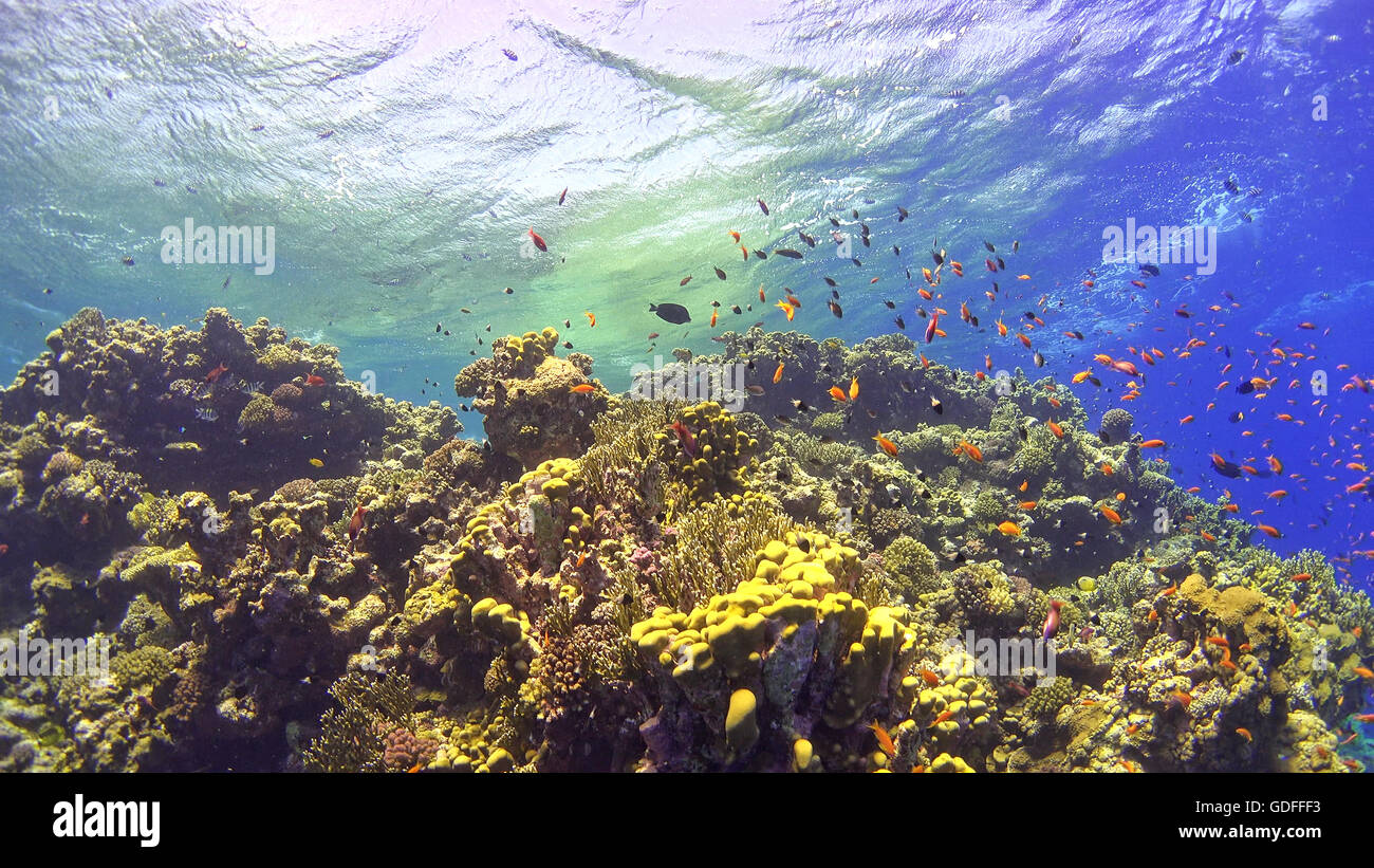 Pesce tropicale sulla vibrante barriera corallina, scena subacquea Foto Stock