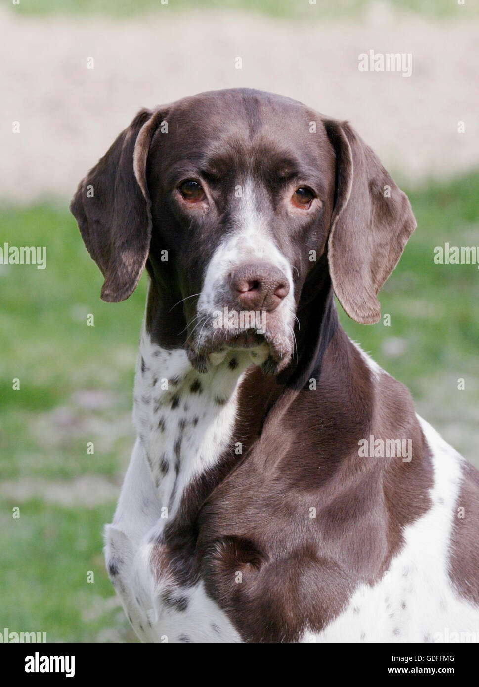 Vecchio danese cane di puntamento Foto Stock