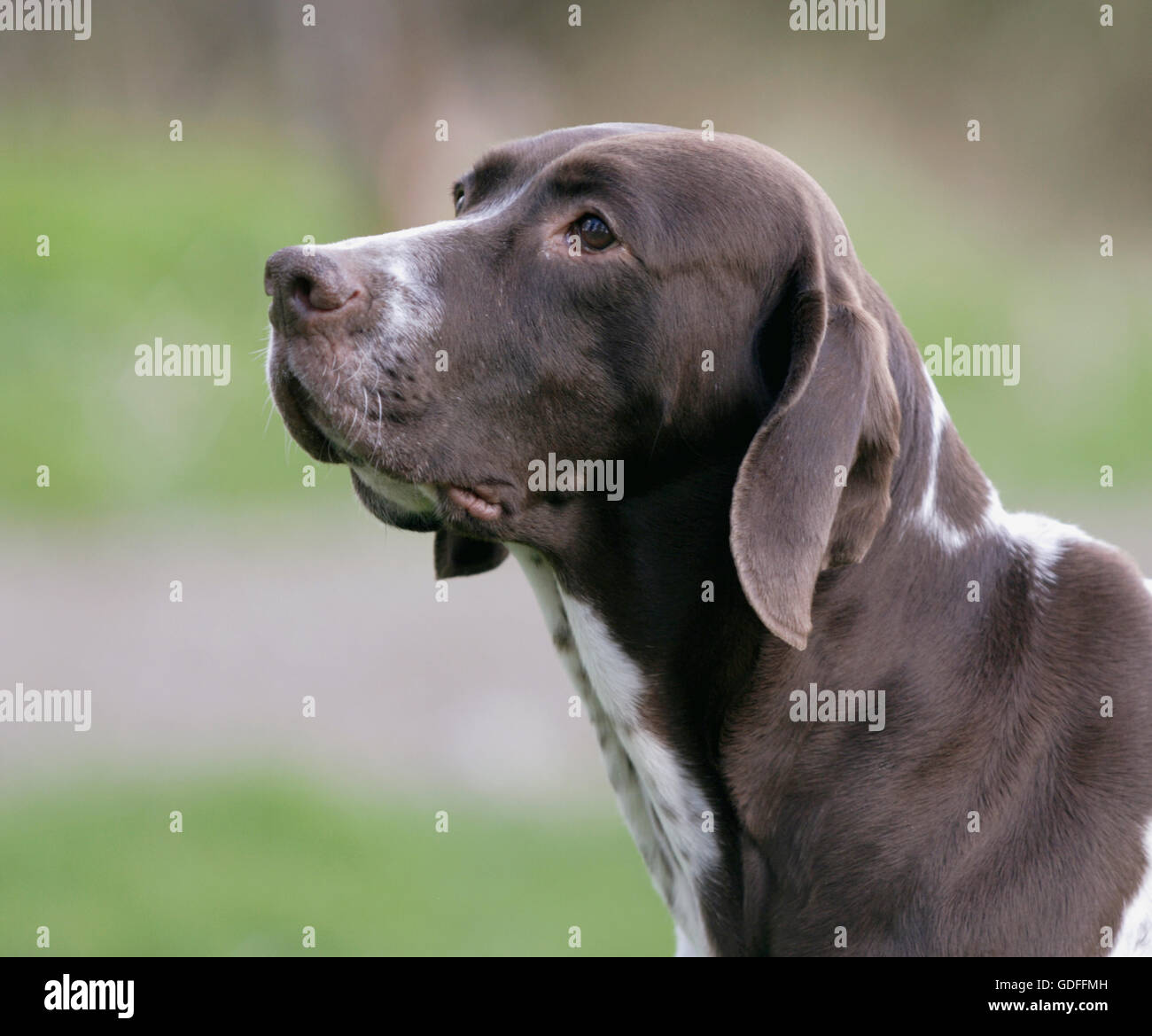 Vecchio danese cane di puntamento Foto Stock
