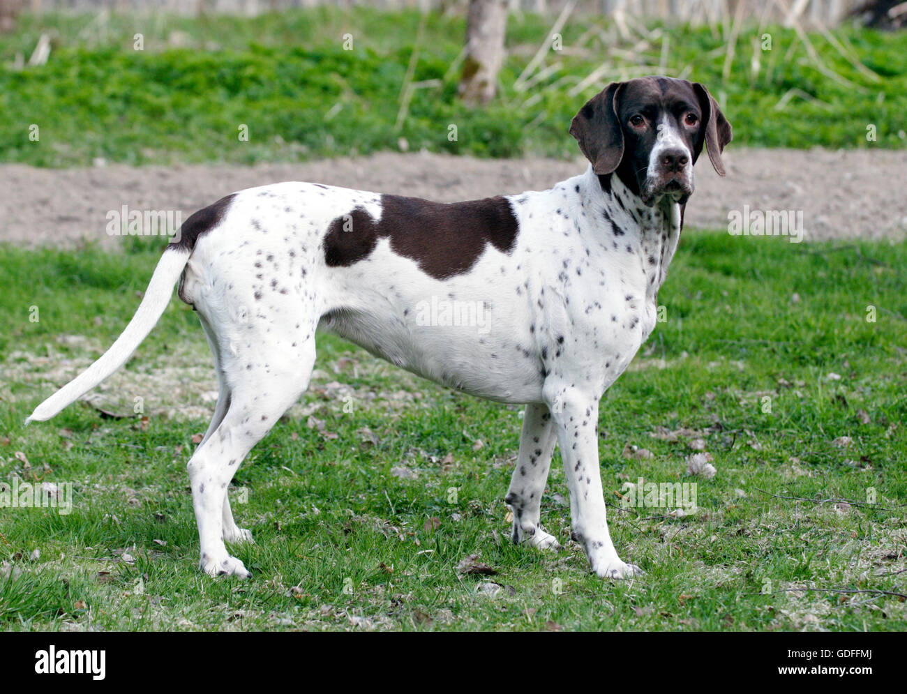 Vecchio danese cane di puntamento Foto Stock