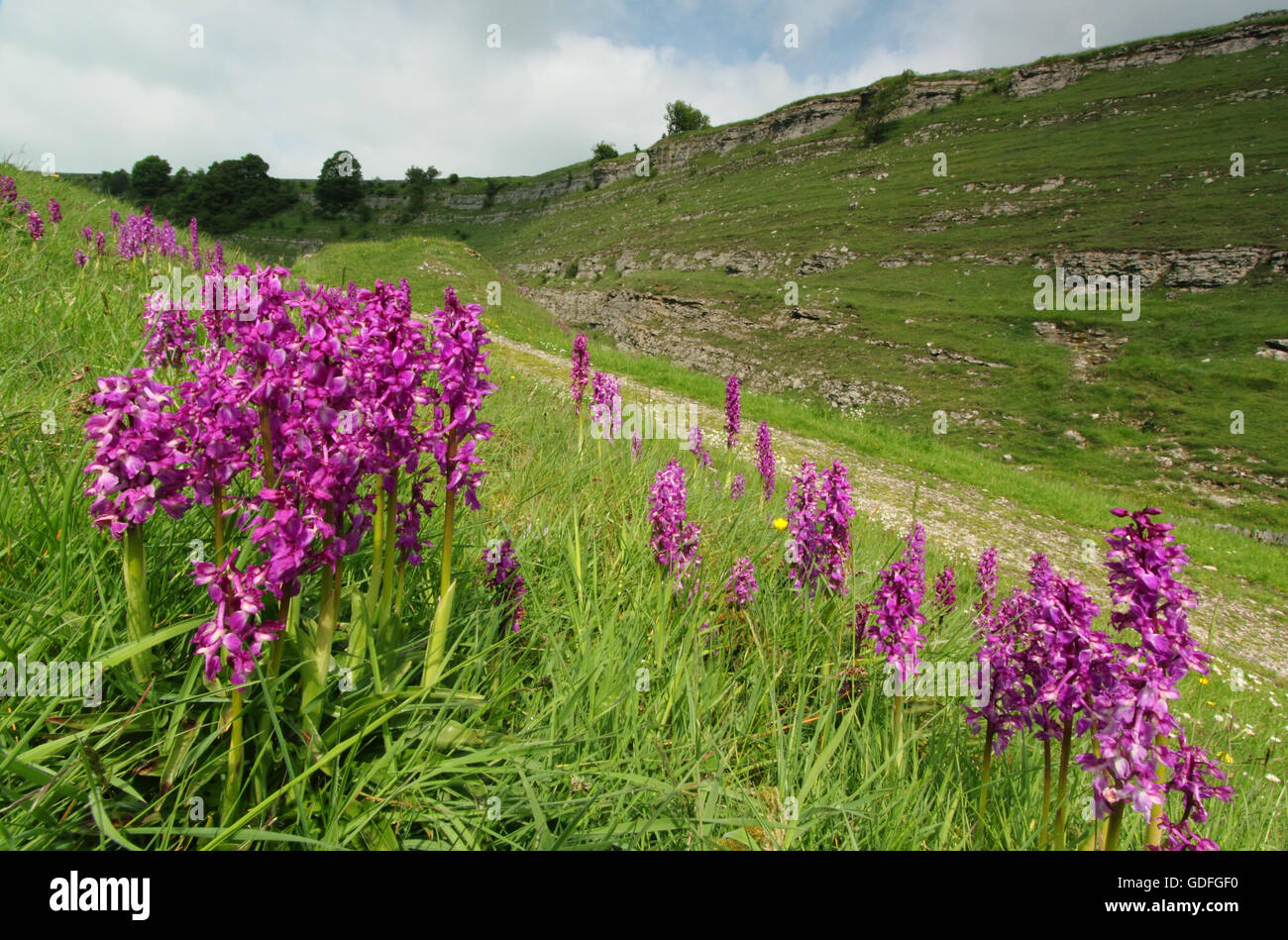Wild early viola orchidee fiorisce da un famoso itinerario a piedi in Cressbrook Dale, Peak District, DERBYSHIRE REGNO UNITO Inghilterra - Maggio Foto Stock