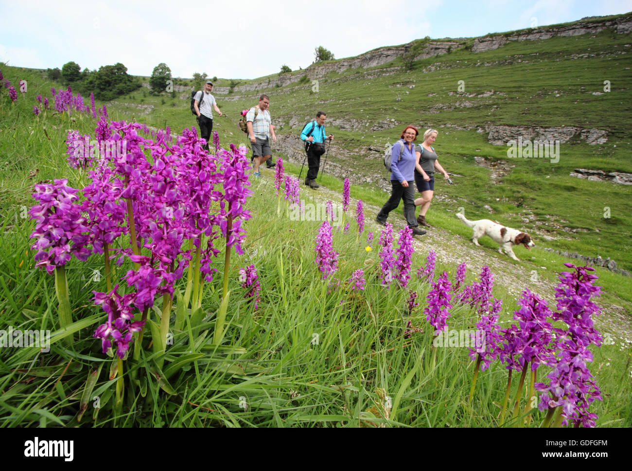 Walkers pass da orchidee selvatiche su un bel percorso attraverso Cressbrook Dale, Peak District, Derbyshire, Regno Unito su una calda giornata di primavera Foto Stock