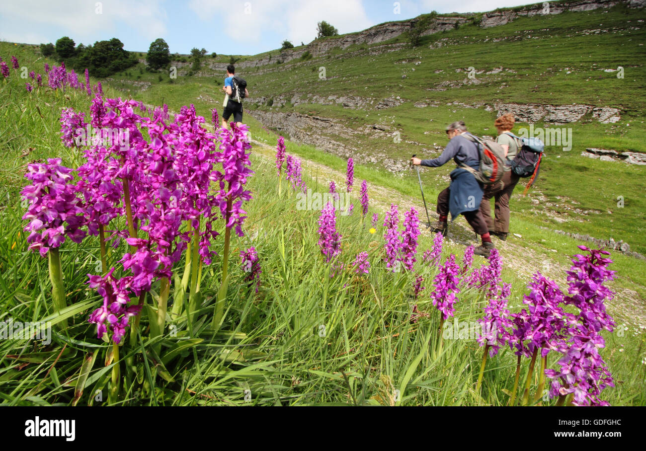 Walkers pass orchidee selvatiche su un bel percorso attraverso Cressbrook Dale, Peak District, Derbyshire, Regno Unito su una calda giornata di primavera Foto Stock