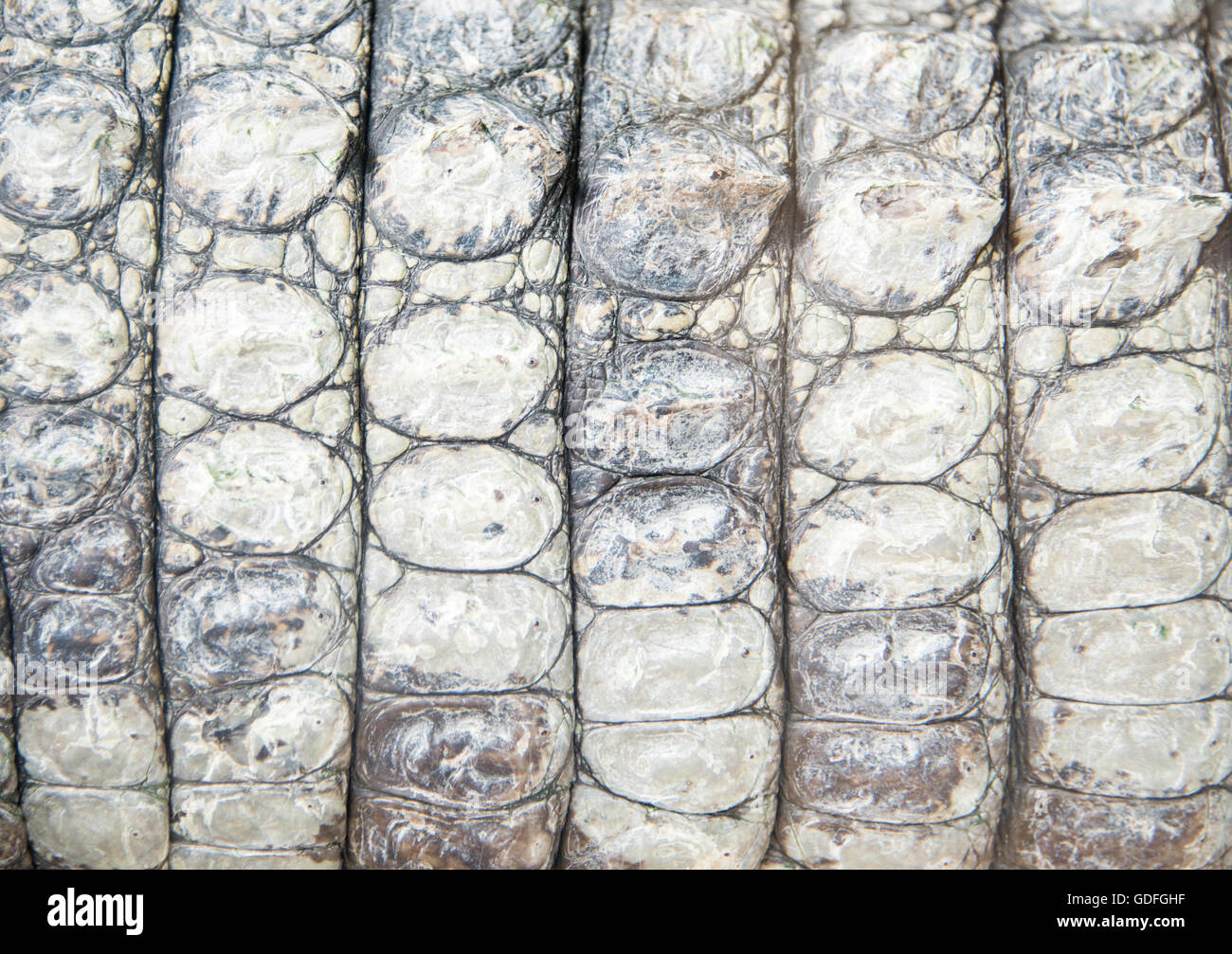 Vera pelle di coccodrillo di animale vivente closeup Foto Stock