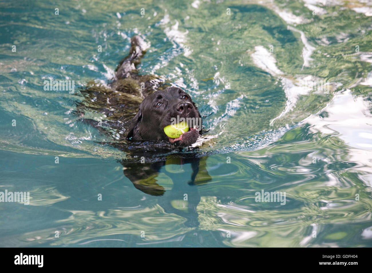 Il Labrador nero cane con palla da tennis in bocca in piscina, STATI UNITI D'AMERICA Foto Stock