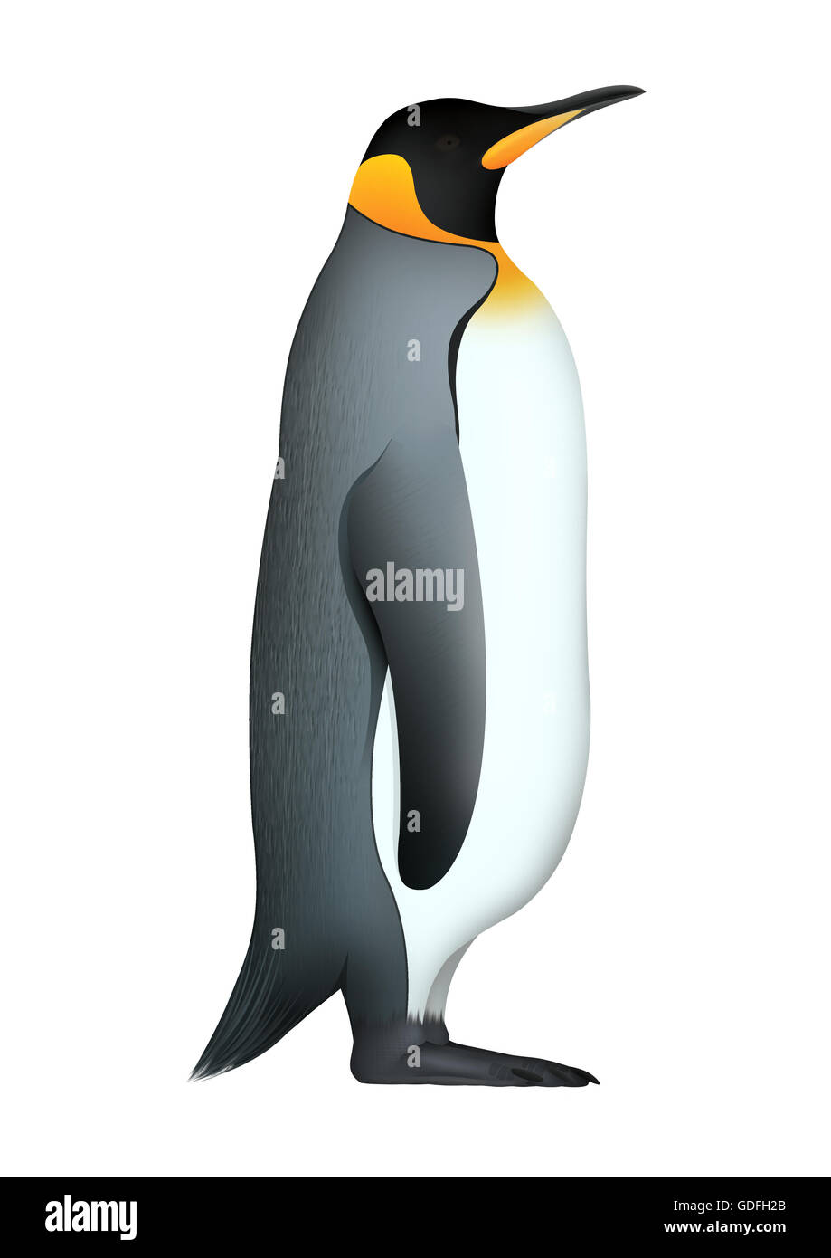 Pinguino reale (Aptenodytes patagonicus) Foto Stock