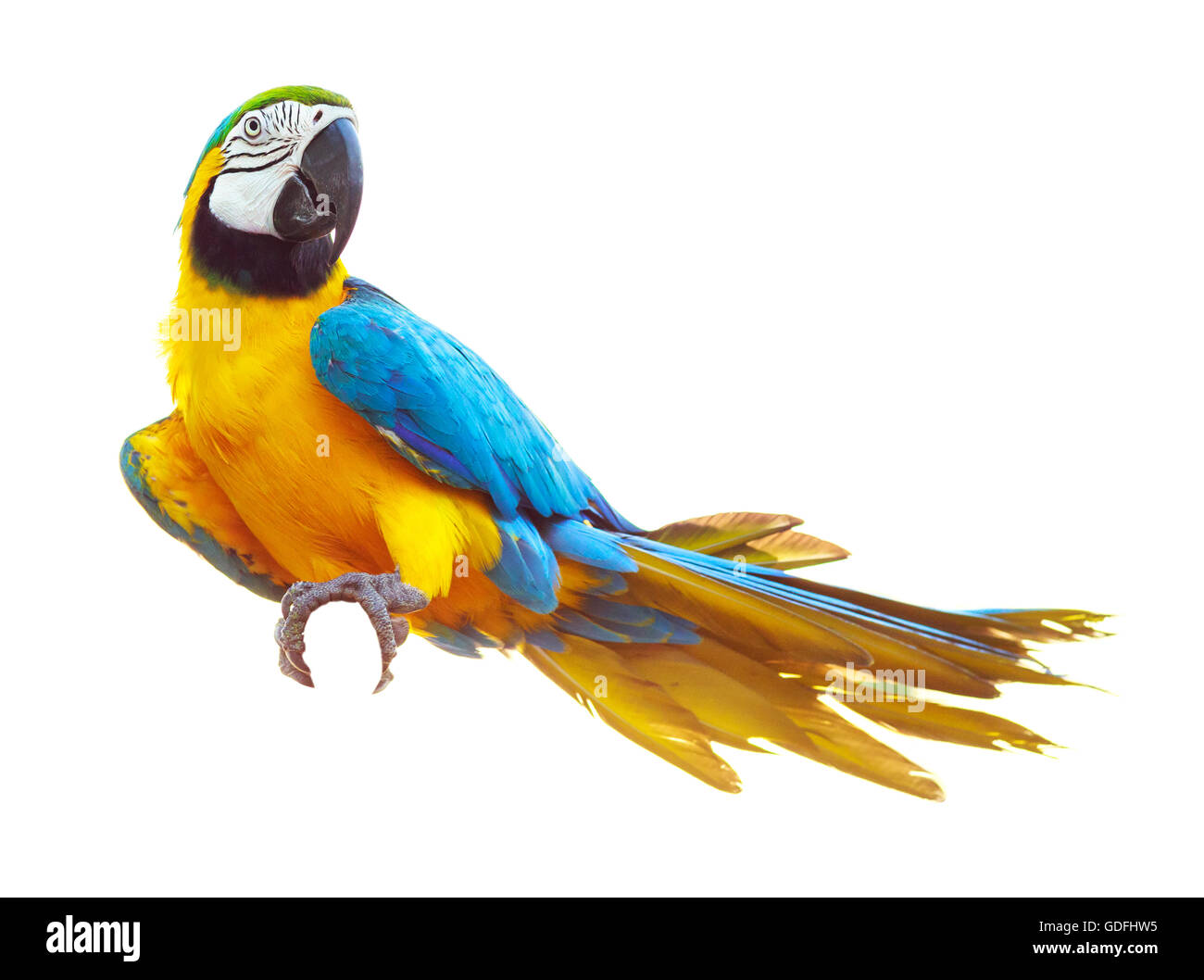 Colorato pappagallo blu macaw isolati su sfondo bianco Foto Stock