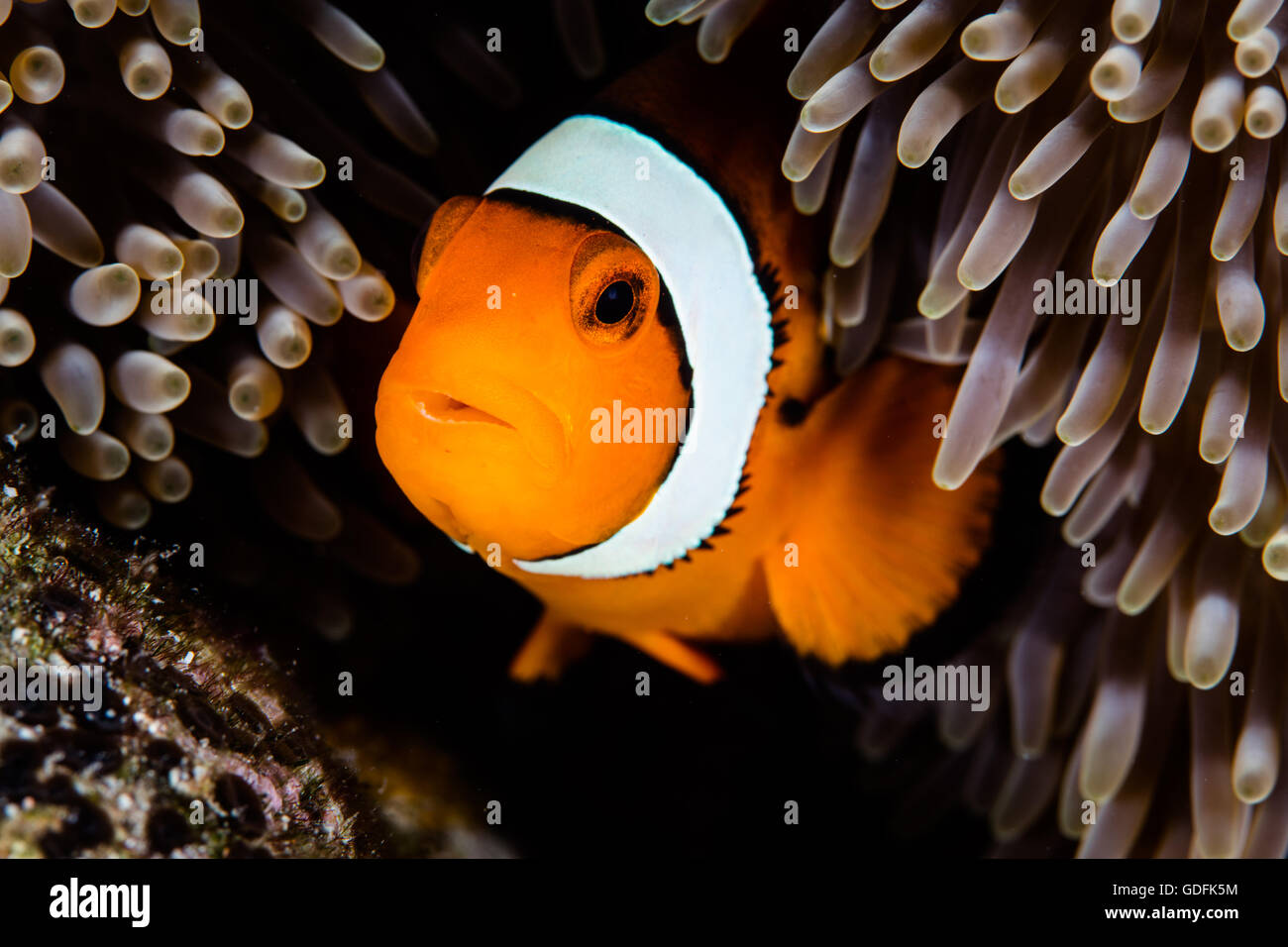 Un Clownfish (Amphiprion percula) nuota fra i tentacoli della sua anemone host su una scogliera in Indonesia. Foto Stock