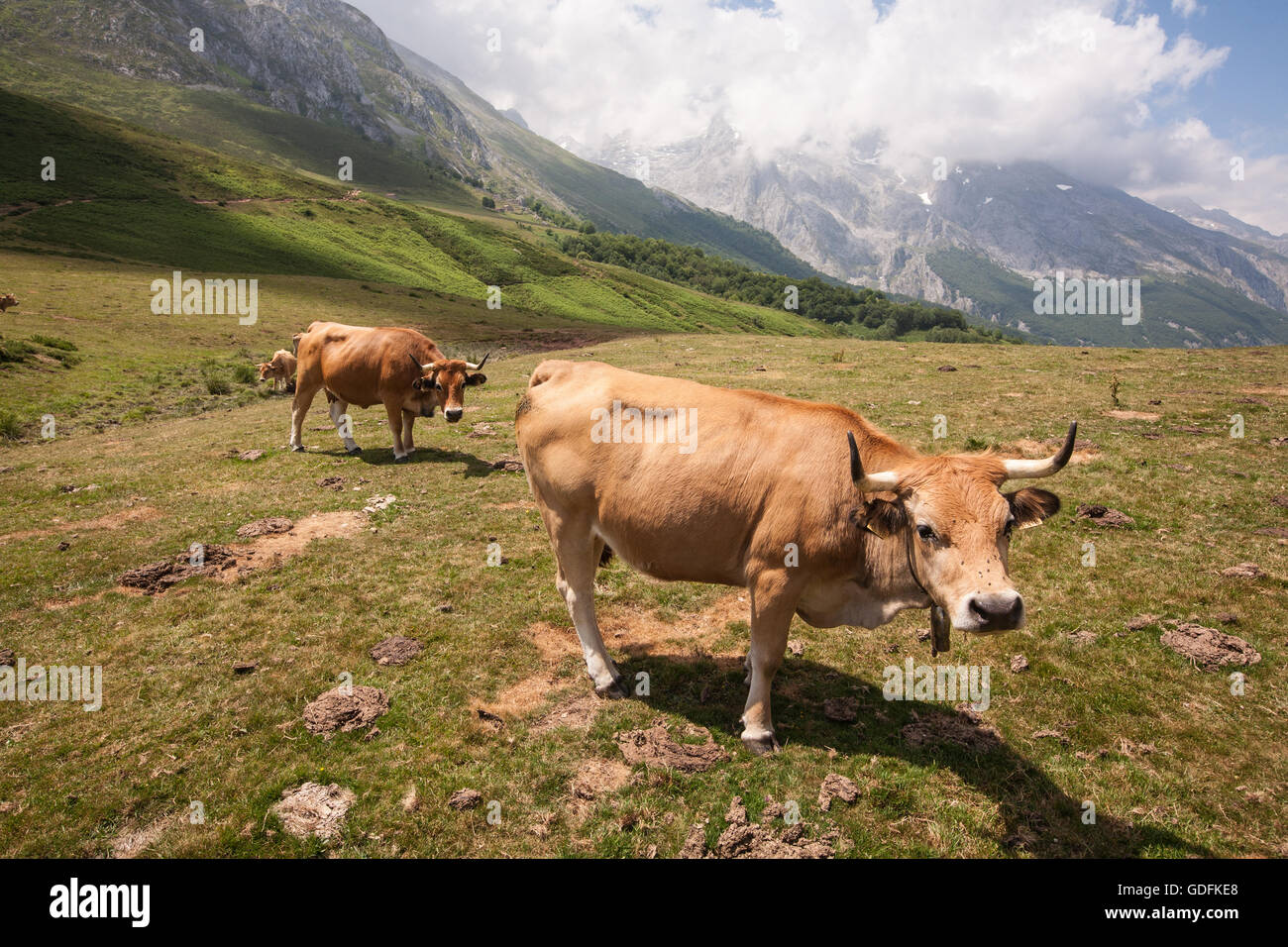 Escursionismo in Picos de Europa,Europa Parco Nazionale,Spagna,vacche,bestiame bovino di caseificio,pascolo,paesaggio rurale,scenic,agriturismo,agricoltura,verde,l'erba,nat Foto Stock