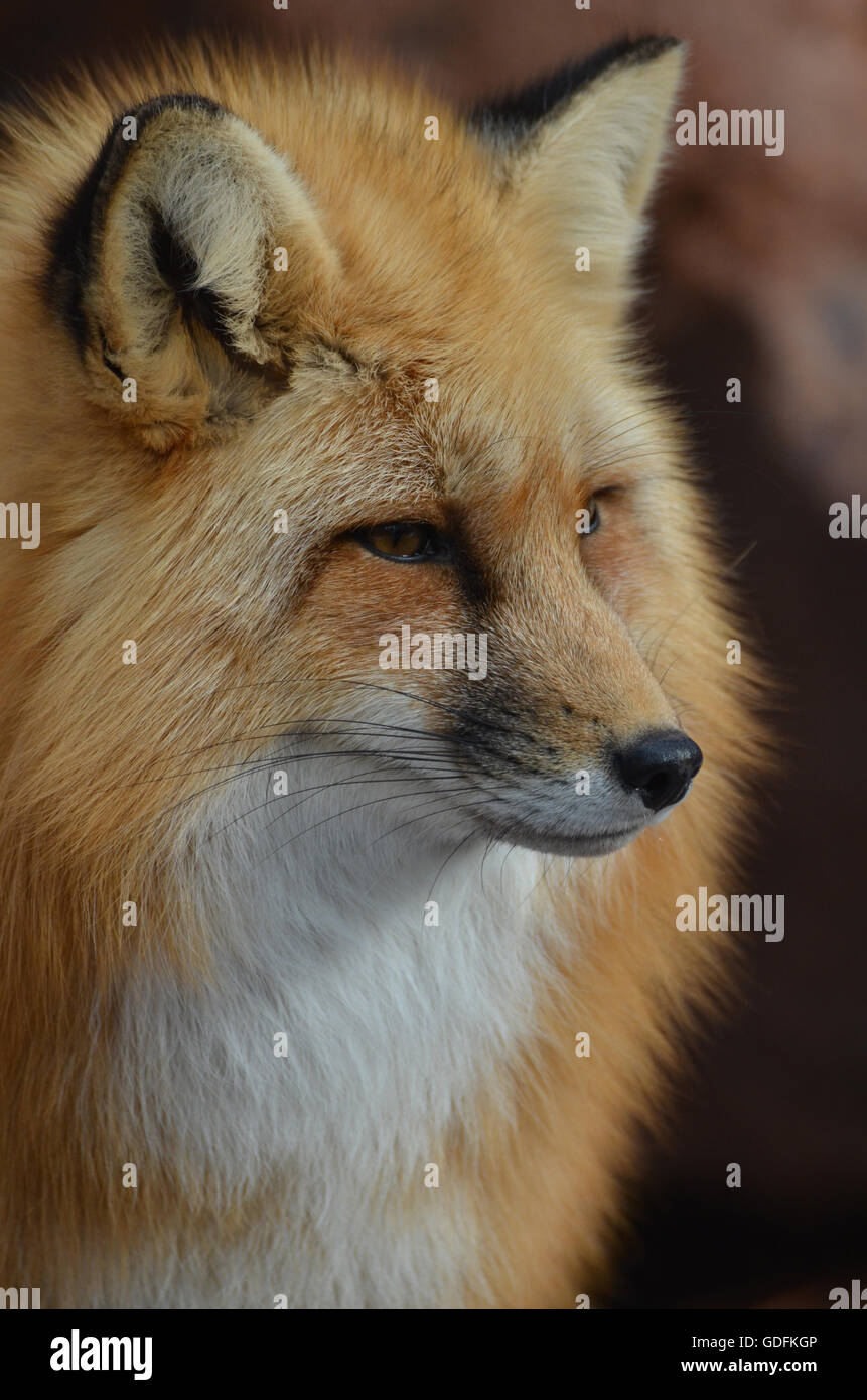 Incredibile la faccia di un selvaggio red fox. Foto Stock