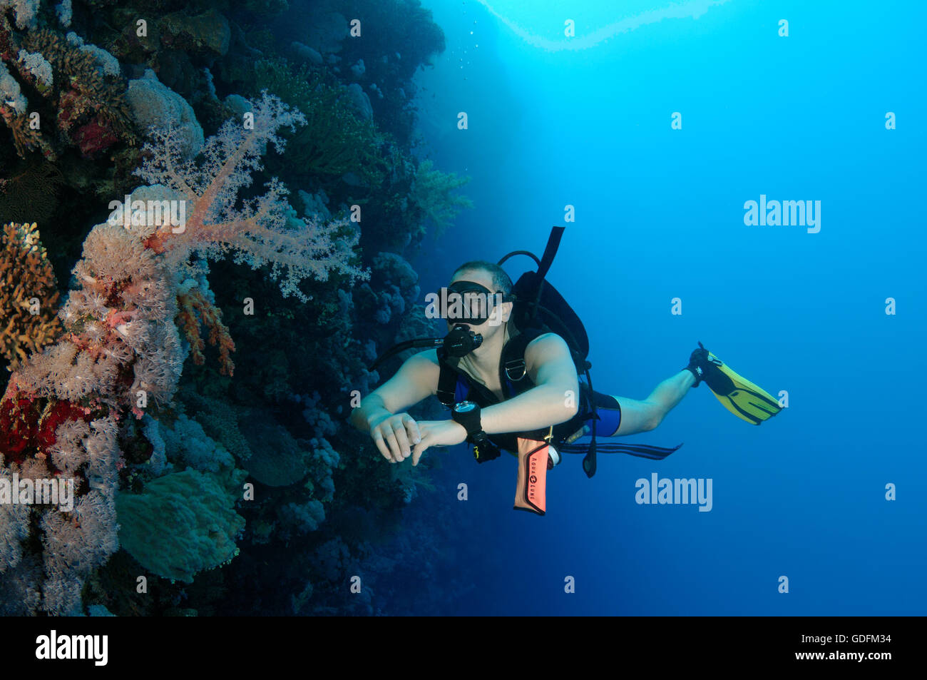 Voce maschile subacqueo con un coralli molli, Mar Rosso, Egitto, Africa Foto Stock