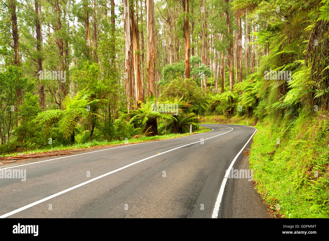 Maroondah Highway nella Yarra varia, a nord di Melbourne. Foto Stock