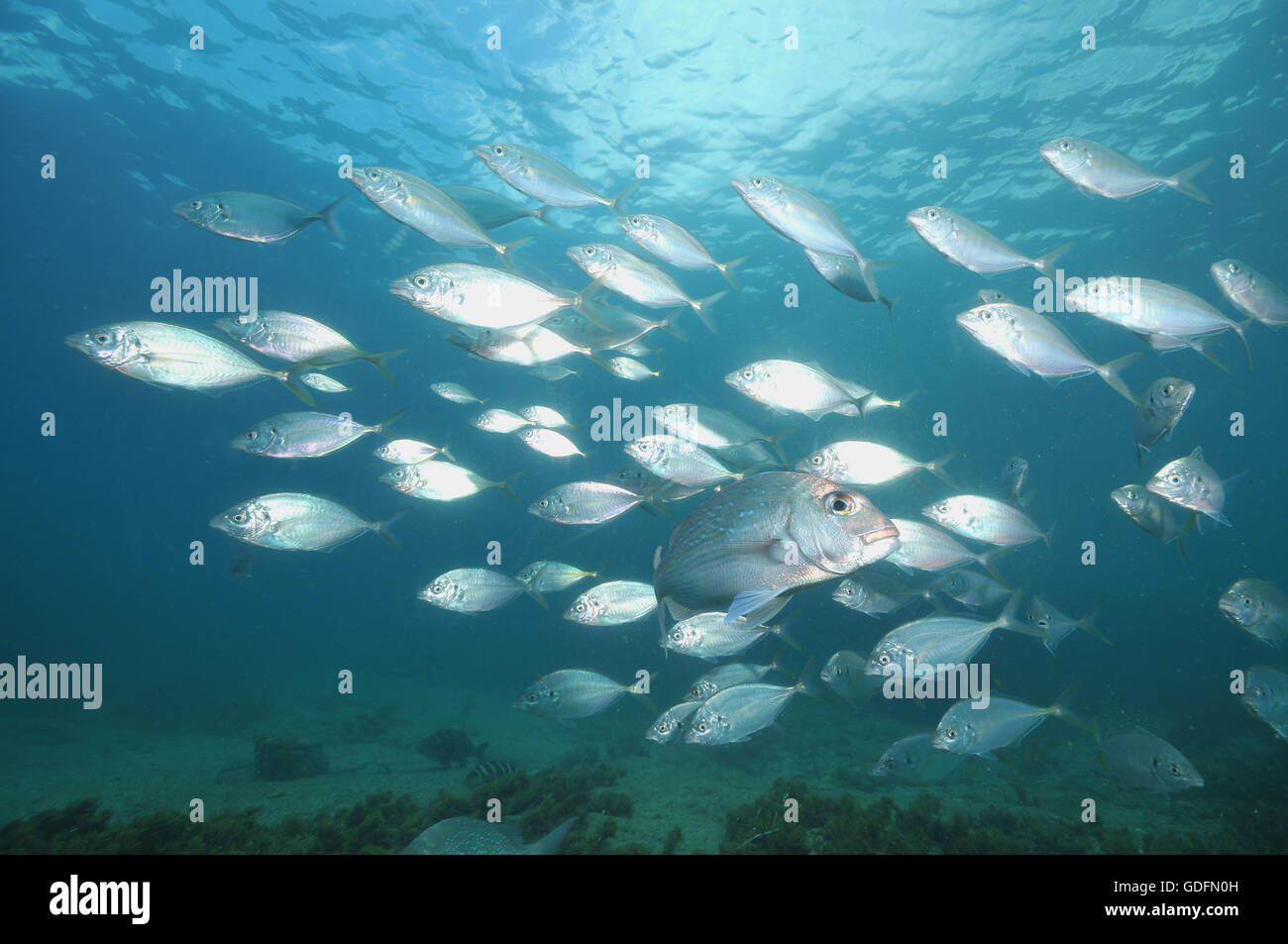 Scuola di carangidi argento e uno australasian snapper Foto Stock