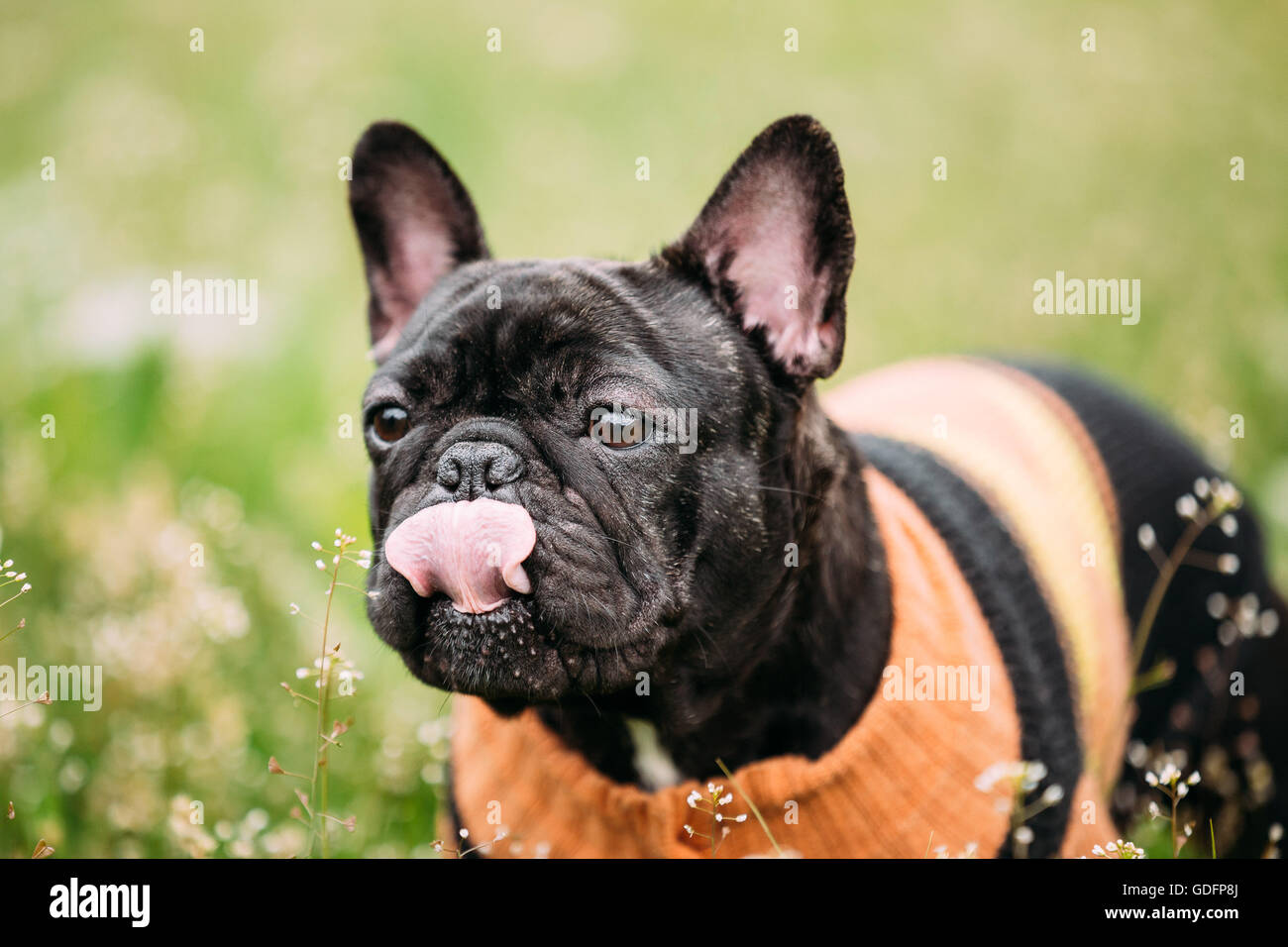 Giovane nero bulldog francese cane in erba verde, in parco all'aperto Foto Stock Giovane nero bulldog francese cane in erba verde, in parco all'aperto Foto Stock