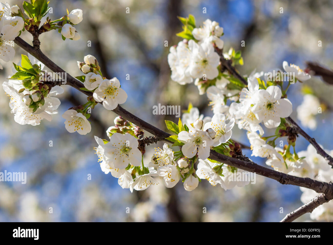 Il ramo con fiori di melo su uno sfondo sfocato di giardino Foto Stock