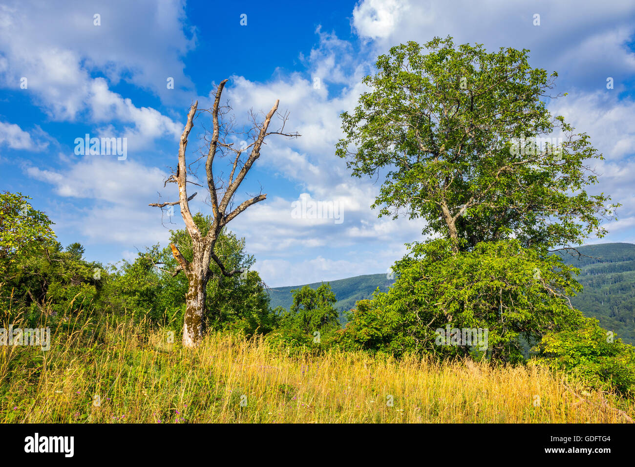 Vivo e gli alberi morti tra l'erba su una collina in montagna sul luminoso giorno di estate Foto Stock